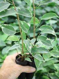 Image result for Ficus variifolia