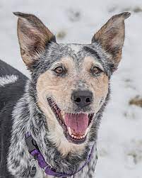 Check spelling or type a new query. Sparta Nj Blue Heeler Meet Blue A Pet For Adoption