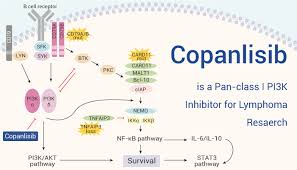 Image result for PIK3CA Inhibitor