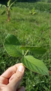 Image result for Neonotonia wightii