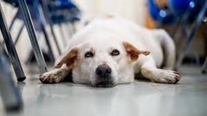 Is there a plan b for dogs. Bringing A Dog To School Edutopia