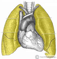 Chest radiography chest radiography revealed mild cardiomegaly download scientific diagram. The Lungs Position Structure Teachmeanatomy