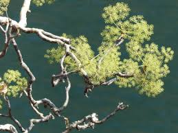 Image result for Steganotaenia