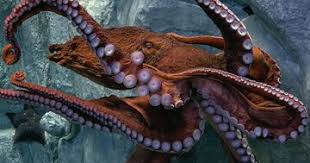 Giant Pacific Octopus | Prehistoric ...