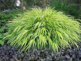 Buntes Japan Berggras Hakonechloa Macra Aureola Gelbbuntes Japangras Japan Goldbandgras Pflege Schnitt Vermehrung Standort Gartengestaltung Japanische Gartenpflanzen Japanische Pflanzen Und Schattenpflanzen Garten