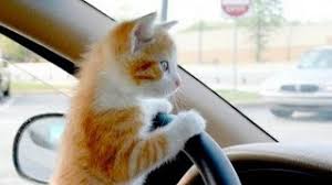 En Komik Kedi Cat Video Hub