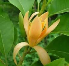 Maybe you would like to learn more about one of these? 4 Bunga Cempaka Paling Dicari Pusaka Center Pusaka Center