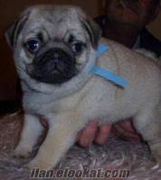 Cirkin Krallar Pug Mops