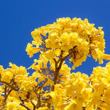 Planta Ipê Amarelo Nativa 100cm - AgroJardim
