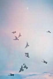 Birds Flying In The Sky Quotes Feed The Birds Birds Flying Birds Flying Away Blue Sky Wallpaper