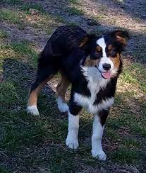Australian Shepherd Puppy For Sale In Ocala Fl Adn 63570 On Puppyfinder Com Gen Australian Shepherd Puppy For Sale Puppies For Sale Australian Shepherd Puppy