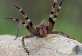 Sep 30, 2020 · the brazilian wandering spider is native to central and south america. Brazilian Wandering Spider Facts