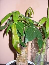 Image result for pachira obrázek