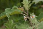 Image result for Solanum campylacanthum 'panduriforme type'