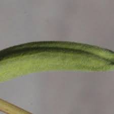 Image result for Sesamum angustifolium