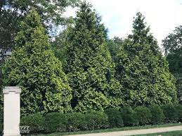 And that's what my mother used on the other side of her yard. The Best Trees For Privacy Screening In Big And Small Yards