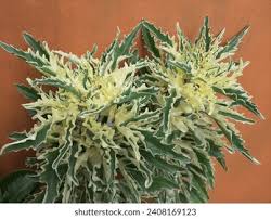 Image result for Kalanchoe laciniata