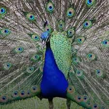 Bird watching travel guide