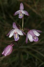 Image result for Eulophia hians