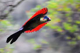 Within its distribution the ruwenzori inhabits woodlands from 2000 to 3600m. Rwenzori Turaco Ebird
