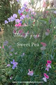 Image result for Lathyrus