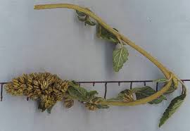 Image result for Amaranthus deflexus