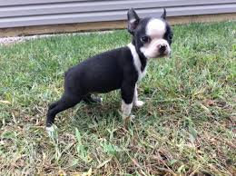 Before buying a puppy it is important to understand the associated costs of owning a dog. Akc Boston Terrier Puppy 9 Weeks Old Cooper For Sale In Becks Mills Ohio Classified Americanlisted Com