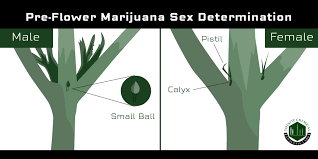 Male Vs Female Cannabis Why It S Important To Know Before You Grow Infinite Chemical Analysis Lab