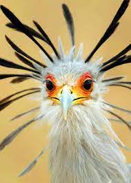 Secretary bird ( sagittarius serpentarius ) secretary bird. 25 Secretary Bird Facts Sagittarius Serpentarius Africa S Snake Stomper Most Beautiful Birds Funny Birds Bird Facts