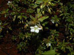 Image result for Sauvagesia