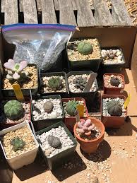 Sfscs stands for san francisco succulent cactus society (san francisco, ca). The Local Succulent And Cactus Society Had A Plant Sale Here S My Haul Succulents