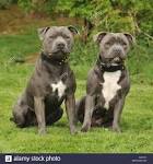 Staffordshire Bull Terrier Dog Breed Information