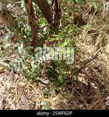 Image result for Ptaeroxylon