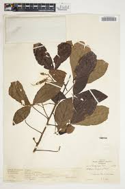 Image result for Allophylus abyssinicus