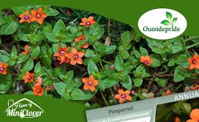 Image result for Anagallis barbata