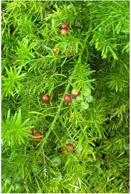 Image result for Asparagus racemosus