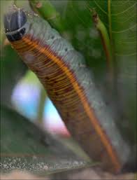 Some of the spiky tufts have black tips. Bright Green Caterpillar Now Orange Backed Pachylia Ficus Bugguide Net