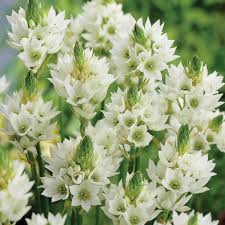 Image result for Ornithogalum seineri