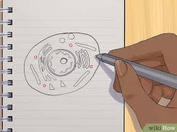 Some cells have specialised functions. How To Draw An Animal Cell 11 Steps With Pictures Wikihow