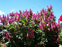 I Love The Bold Blooms Of Celosia Intenz Classic Bloom Plants Seasons