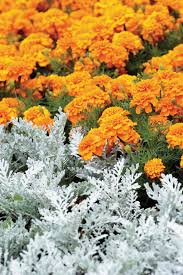 Image result for Sutera debilis