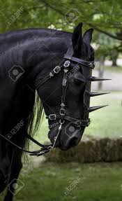 A horse dealer offered the horse to alexander's father, philip ii of macedonia, for the enormous sum of 13 talents. Black Horse With Medieval Decoration Animal Detail For Riding Stock Photo Picture And Royalty Free Image Image 104881694