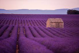 Download aesthetic flower png images for your personal use. The Most Instagrammable Flower Fields In The World Wandering Sunsets