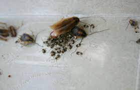 They are very good at hiding and can gain access to. How To Get Rid Of Cockroaches In Your Apartment Rent Com Blog