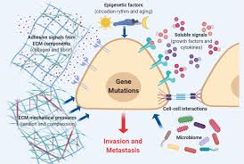 Breast cancer causes, symptoms & signs. Molecular Principles Of Metastasis A Hallmark Of Cancer Revisited Signal Transduction And Targeted Therapy