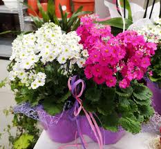 Retrouvez chaque semaine le catalogue en ligne lidl. Carlesso Giovanni Floricoltura Home Facebook