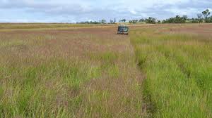 Image result for Eriochloa procera