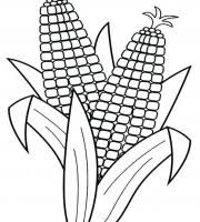28 corn the cob coloring page with images from corn on the cob coloring page. Top Corn Coloring Pages For Your Little Ones Coloring Pages