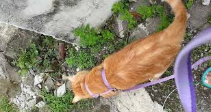 Perpaduan resep ini banyak disukai oleh kucing. Pengalaman Membiasakan Harness Pada Kucing Riuusa