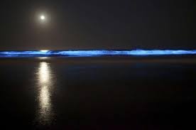 On our customized excursions you will literally plunge headfirst into the breathtaking beauty of costa rica. Bioluminescent Beaches In Costa Rica